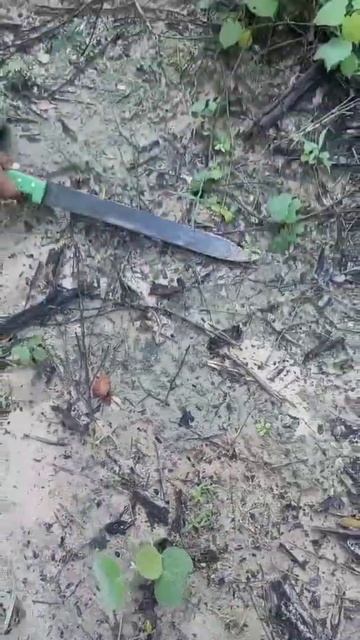 DIA DE PROCURAR UMBÚ QUEM Conhecer ESSA FRUTA ME DIZ AI NOS COMENTÁRIOS #vidanaroça ##fazenda #chuv смотреть онлайн