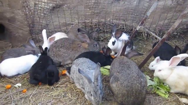 кролики в яме февраль 13 02 2016 ч 1 смотреть онлайн