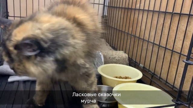 НЭССИ смотреть онлайн