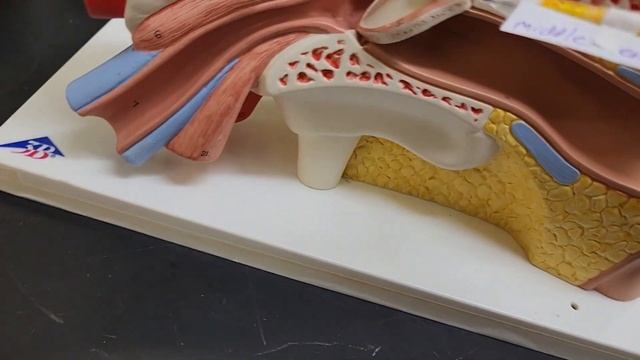 Ear Anatomy Model Walkthrough смотреть онлайн