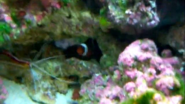 Chelmon rostratus eating смотреть онлайн