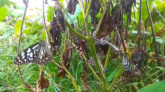 Blue Tiger Butterfly, Butterfly,||#butterfly #beautifulbutterfly смотреть онлайн