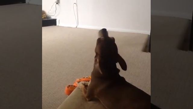 Teaching a Chihuahua to Howl смотреть онлайн