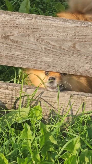 Basenji не лает) смотреть онлайн
