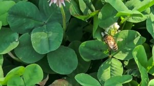 Пчелы собирают пыльцу. Познавательное видео для детей. Насекомые для детей. Пчелы