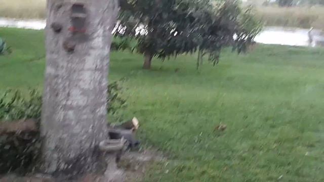 DANCING CRAINS. Танцующие Журавли. смотреть онлайн