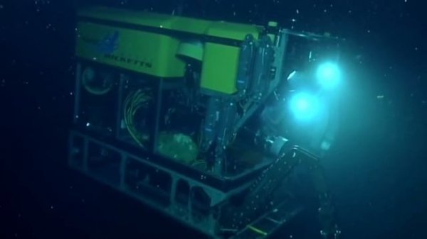 Stygiomedusa Gigantea Facts  |          A Mysterious deep Ocean Creature