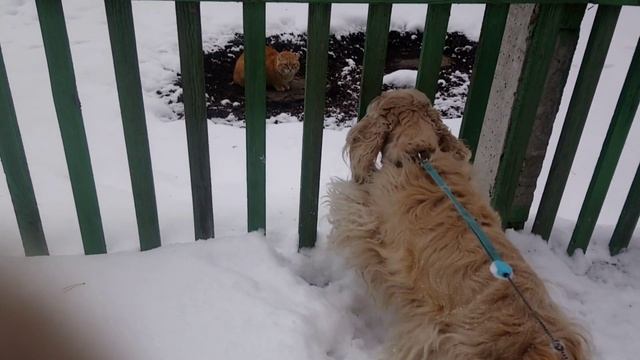 КОККЕР СПАНИЕЛЬ УВИДЕЛА КОШКУ ЗА ЗАБОРОМ COCKER SPANIEL SAW A CAT BEHIND THE FENCE смотреть онлайн