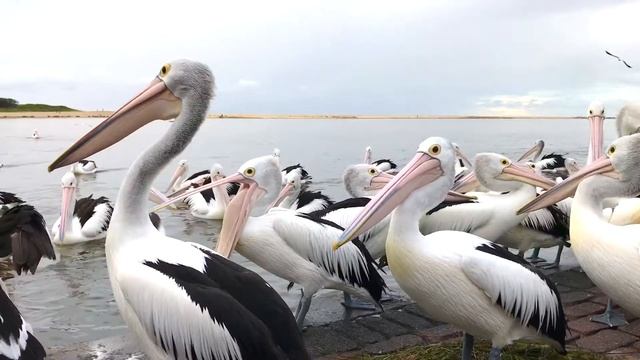 PELICAN FEEDING AT THE ENTRANCE | CENTRAL COAST Sydney Australia, 2017 | KIDS FREE WINTER ACTIVITY смотреть онлайн