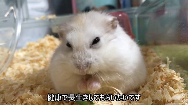 【ハムスター】パンも元気にしています смотреть онлайн