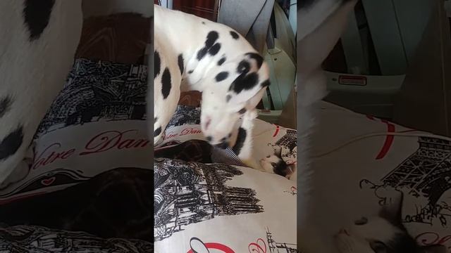 Наши четвероногие любимки.Часть 2. Выходи ,я тебя нашла)) смотреть онлайн