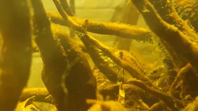 Apistogramma macmasteri смотреть онлайн