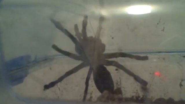 Pet Haplos not holes смотреть онлайн