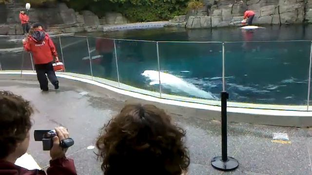 Beluga Whale Show, pt. 1 смотреть онлайн