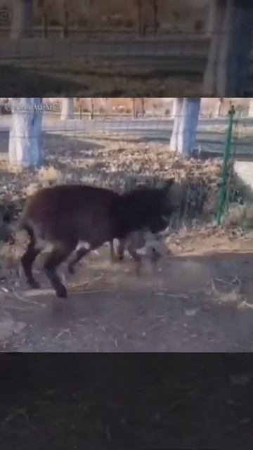 HYENA EATEN BY DONKEY ...CLICK TO WATCH смотреть онлайн