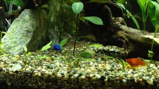 Akvarijum - Koridorasi смотреть онлайн