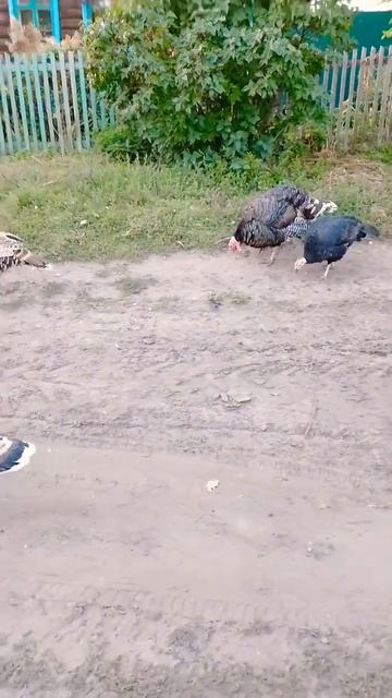 гуси в переди индюки за ними смотреть онлайн