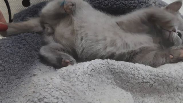 75. Котёнок Семён породы британская короткошёрстная смотреть онлайн