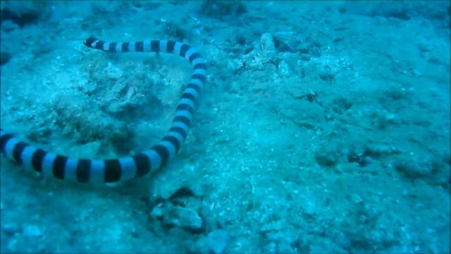 Banded Sea Krait (Laticauda colubrina) смотреть онлайн