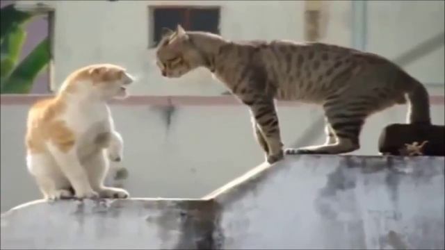 кошачьи разговоры смотреть онлайн