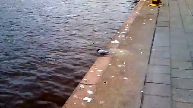 Чайки, не желающие разговаривать смотреть онлайн
