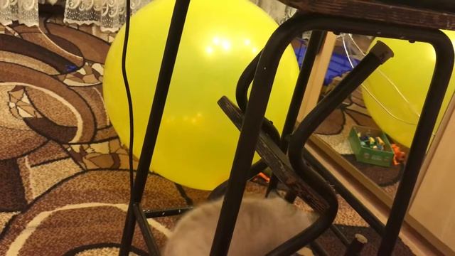 #кошка#шотландская смешно прыгает с шаром#Бусинка#шарик#прикол смотреть онлайн