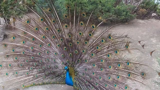 павлин смотреть онлайн