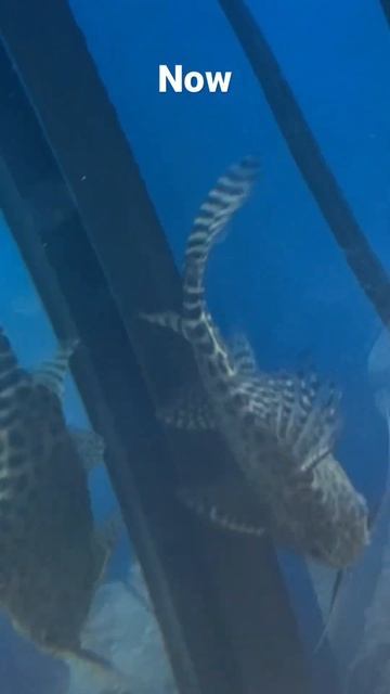 4 month growth on Super Rare Synodontis Catfish смотреть онлайн