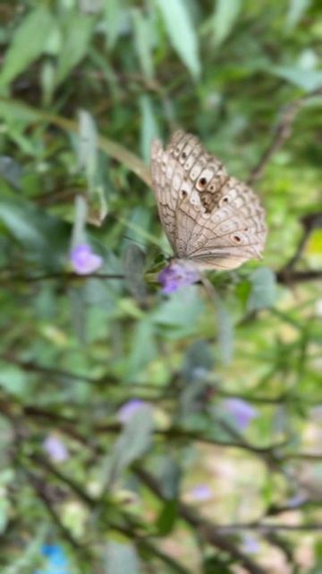 #butterflyeffect #butterfly #morning #photography #youtubeshort смотреть онлайн