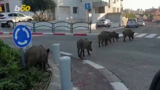 Moose Caught on Camera Giving Utah Home a Lick смотреть онлайн