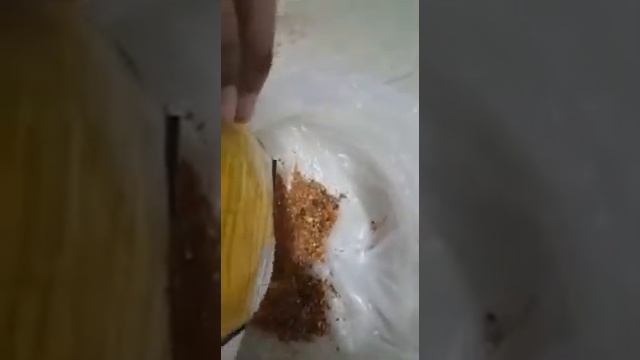 Сұмдық! Приправаның ішінде қоңыздар бар. Көріңіздер!!! смотреть онлайн