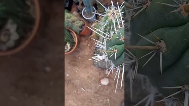 Pests: A Thrips on a Trichocereus / Echinopsis and how to deal with it. смотреть онлайн