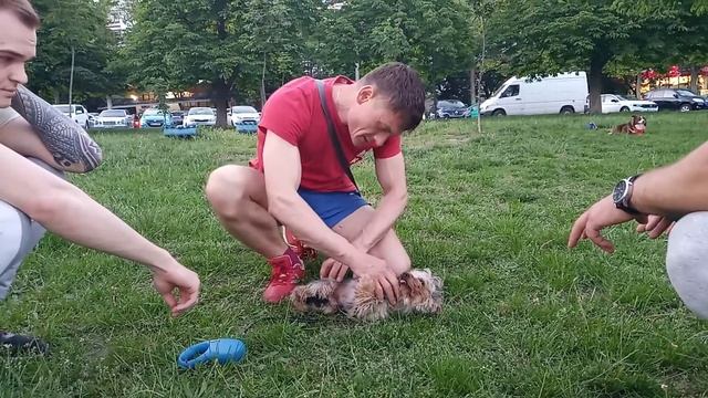 Геннадий Ротару укрощение доминантного йорка смотреть онлайн