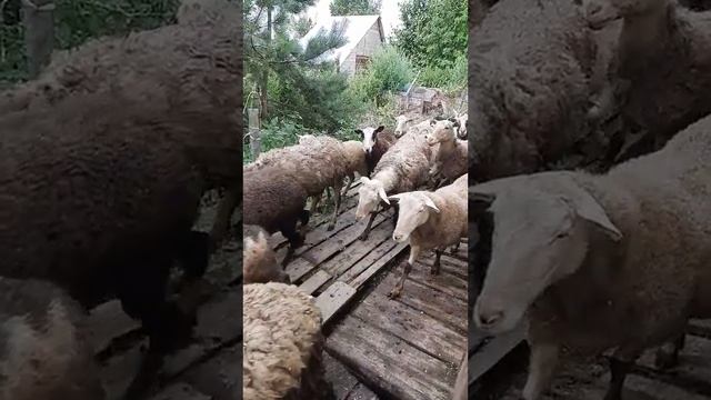 Наши овцы смотреть онлайн