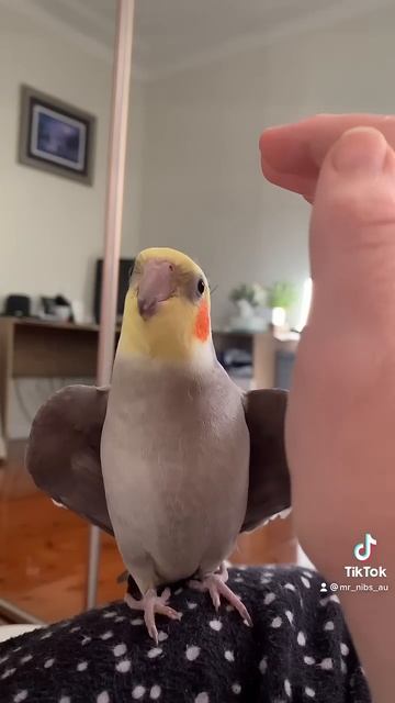 Cockatiel plays peekaboo смотреть онлайн