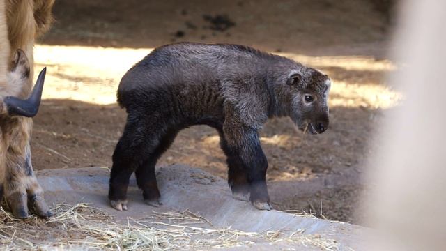 Zoo Arrivals - Takin, Hamadryas Baboon, and Siamang Babies Melt Hearts смотреть онлайн