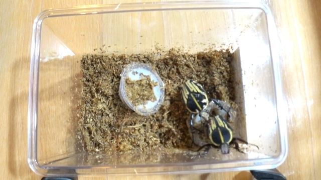 [ クラッツオオツノカナブン ]　＃1　初飼育〜ペアリング　mecynorhina kraatzi смотреть онлайн