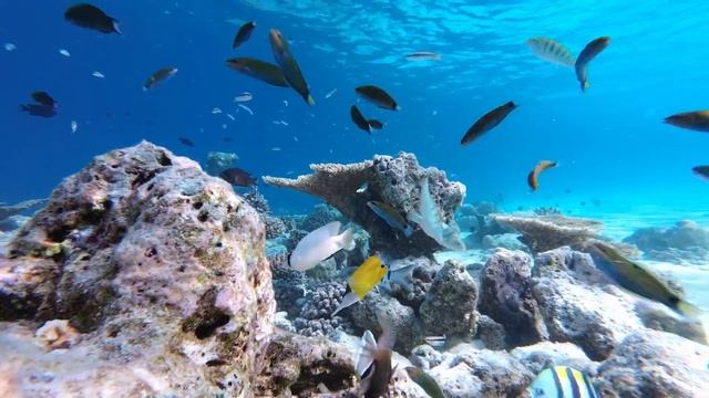 Feridhoo (Maldives) Reef Snorkeling