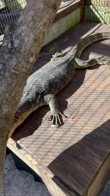 Pinky sunning herself during the cold front! смотреть онлайн