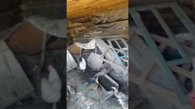 40 утят от одной утки за сезон смотреть онлайн