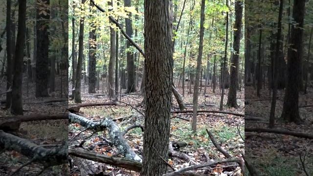 Woman Hunter Shoots Bear Feet Away With Arrow #shorts #short смотреть онлайн