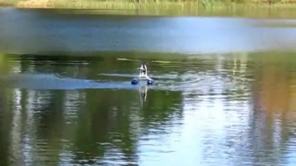 Hirobo Shuttle Plus II on Floats ©