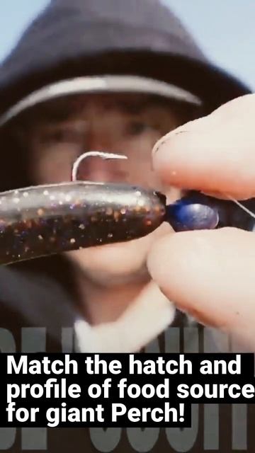 Match lure profile to catch bigger Perch! #shorts #fishing смотреть онлайн
