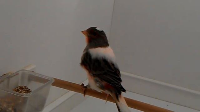 самка ПА №2 смотреть онлайн