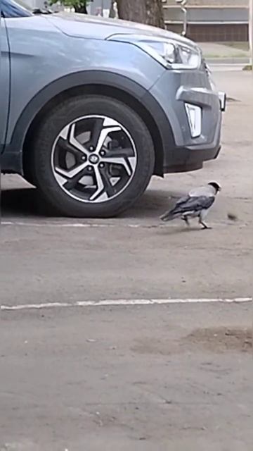 Ворона напала на крысу #shorts смотреть онлайн