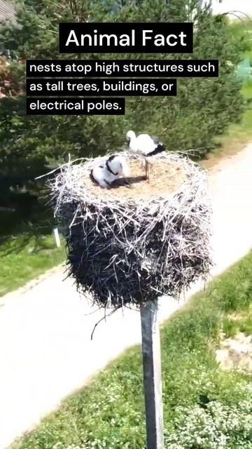 The Stork's Nest: A Bird's-Eye View 🕊️🏡🌳 #shorts #StorkNestFacts #BirdNestGoals смотреть онлайн
