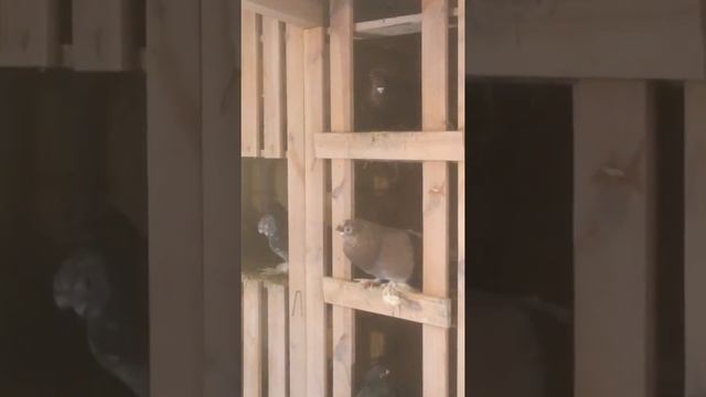 Узбекские голуби начало весны смотреть онлайн