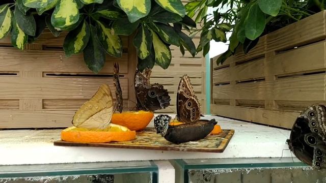 beautiful butterflies | Butterfly House смотреть онлайн
