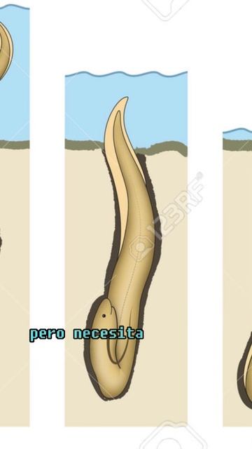 El pez pulmonado africano curiosidades #curiosidades #vidamarina смотреть онлайн