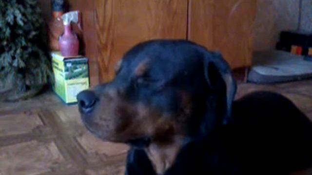 Залипуха (Грей) смотреть онлайн